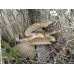 Мицелий Вешенки морское ушко (Pleurotus abalonus)